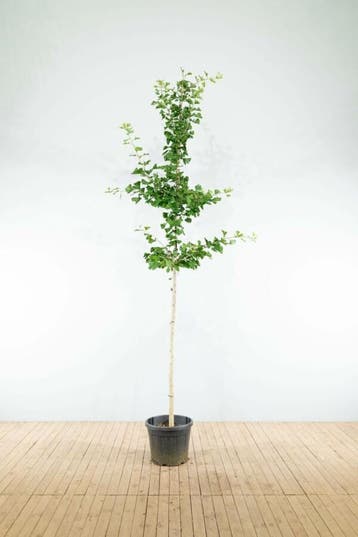 Ginkgo biloba hoogstam 4/6 (spil)