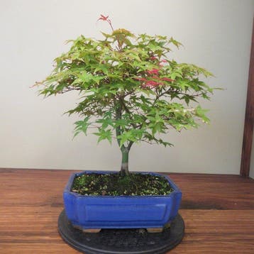 Acer palmatum beni maiko - Hoogte (boom): 38 cm - Diepte