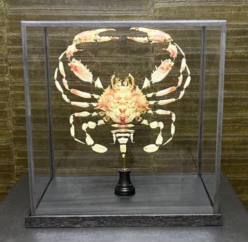 Beauchêne Krab - Charybdis natator, Verzamelen, Ophalen of Verzenden, Nieuw, Wild dier, Opgezet dier