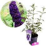 Buddleja Dark Knight + pot 19cm, Verzenden