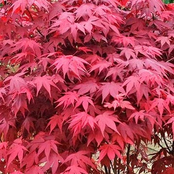 Japanse esdoorn Atropurpureum container (P10) Sierplanten, Verzenden, Overige soorten, Struik