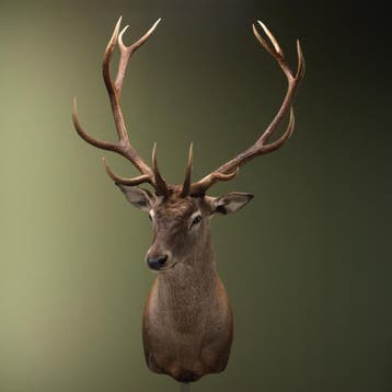 Edelhert Taxidermie Opgezette Dieren By Max, Ophalen of Verzenden, Nieuw, Wild dier, Opgezet dier