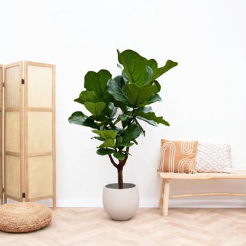 Green Bubble - Ficus Lyrata vertakt - 120cm - Ø27 cm, Ophalen of Verzenden