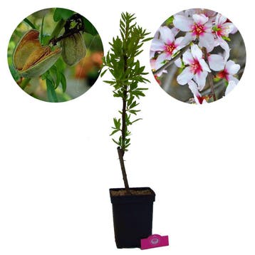 amandelboom Prunus dulcis Tuono + Pot 23cm, Verzenden, Volle zon