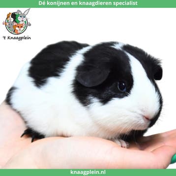 Gecastreerde cavias - Beste combinatie - Erg rustig - Tam, Dieren en Toebehoren, Mannelijk, Cavia, Tam