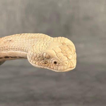 Snijwerk, NO RESERVE PRICE - Stunning Snake Head Carving, Antiek en Kunst