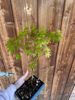 Japanese maple bonsai (Acer palmatum) - Hoogte (boom): 25 cm