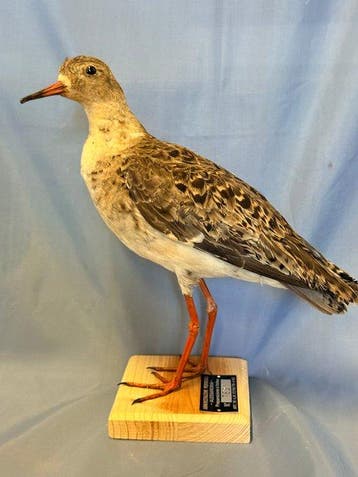 vechter Taxidermie volledige montage - Calidris pugnax (with, Nieuw