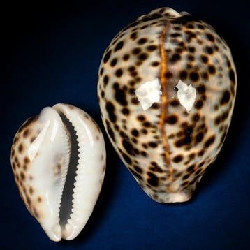 Cypraea tigris Madagascar Fort Dauphin 100 mm groot, Nieuw