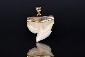 Tijgerhaai-tandhanger Tand - Galeocerdo cuvier - 2.3 cm - 0