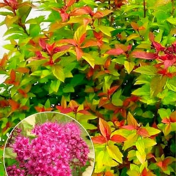 Spirea Bladeren Tuincollectie – 3 Planten Sierplanten, Verzenden, Overige soorten, Volle zon