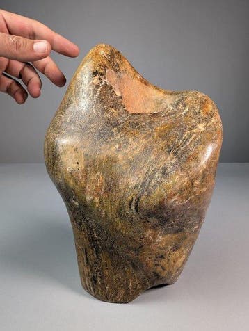 Sauropode Bot Vrije Vorm - Fossiel bot - Sauropoda - 27 cm -, Verzamelen