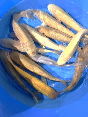 Hirasawa Marusei 30-37cm (Japanse Koi), Karper of Koi