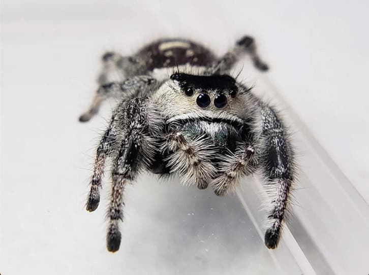 Springspin - Phidippus regius Apalachicola, Dieren en Toebehoren, Insecten en Spinnen