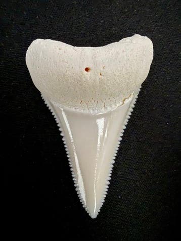 Witte haai Tand - Carcharodon carcharias (ONLY EU) - 46 mm -