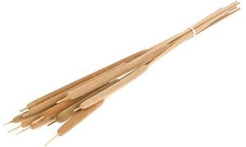 Typha sigaren rietsigaar Naturel ca. 10 stuks per bundel, Hobby en Vrije tijd, Ophalen of Verzenden, Nieuw