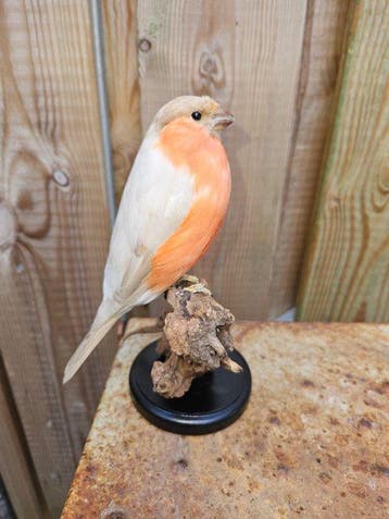 Super grote Goudvink mutatie bruin pastel Taxidermie, Nieuw