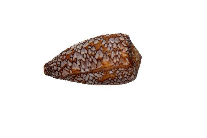 Conus pennaceus | vederkegelslak TOP verzamelaarsslak |, Verzamelen, Dierenverzamelingen