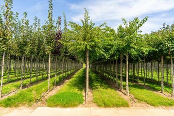 Prunus x subhirtella Autumnalis hoogstam 6/8 180cm stam