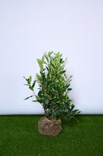 Laurier - Prunus Herbergii - Haagplanten 60 t/m 200cm, Ophalen of Verzenden, Laurier, Struik, Minder dan 100 cm
