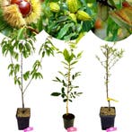 Carya illinoinensis + pot 19cm, Tuin en Terras, Planten | Fruitbomen, Verzenden, Volle zon