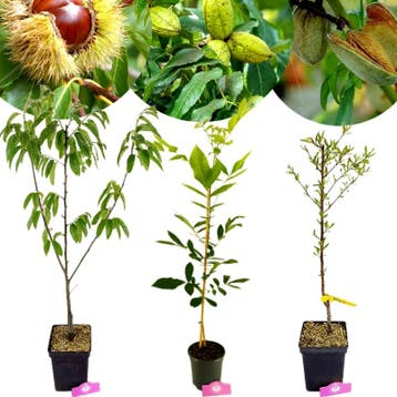 Carya illinoinensis + pot 19cm, Verzenden, Volle zon