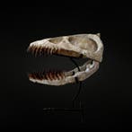 Plesiosaurus - Fossiele schedel - Zarafasaura oceanis - 48
