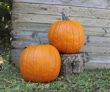 Renegade F1 PMT Halloween pompoen 50 zaden, Ophalen of Verzenden, Nieuw