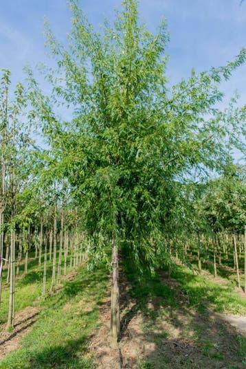 Acer saccharum hoogstam