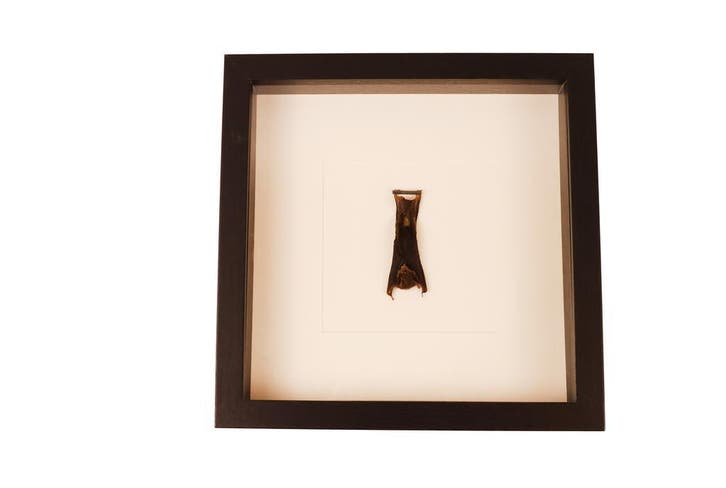 Hangende Vleermuis in Zwarte Lijst, Verzamelen, Dierenverzamelingen, Opgezet dier, Nieuw, Wild dier, Ophalen of Verzenden