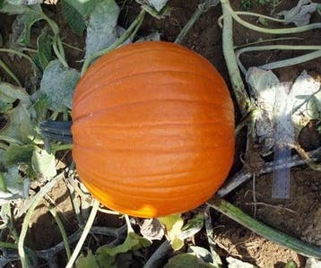 Hal. Barrel F1 PMT Goede halloweenpompoen 50 zaden, Ophalen of Verzenden, Nieuw