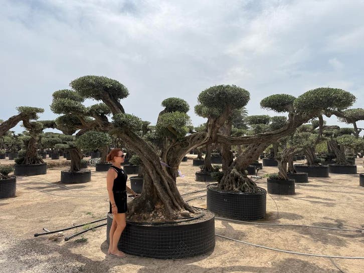 Olijfbomen te koop voor strandtent, beachclub, restaurant!!!, Tuin en Terras, Planten | Bomen, Olijfboom, Volle zon, In pot, 100 tot 250 cm