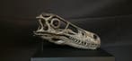 Velociraptor - Fossiele schedel - REPLICA velociraptor SCALE