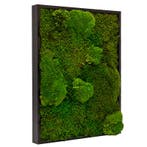 Vintlux Mosschilderij Lappenmos-Bolmos 30x40 cm Zwart - Bor, Nieuw