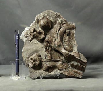 Natuurgetrouwe ichthyosaurus-schedel (gedeeltelijk) - op