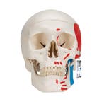 Anatomie model schedel met spieren, 3-delig, Nieuw
