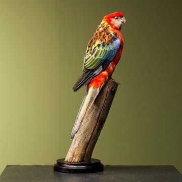 Parkiet Taxidermie Opgezette Dieren By Max, Ophalen of Verzenden, Nieuw, Vogel, Opgezet dier