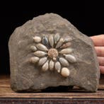 Fossiel Echinoïde op originele matrix - Pseudocidaris, Verzamelen
