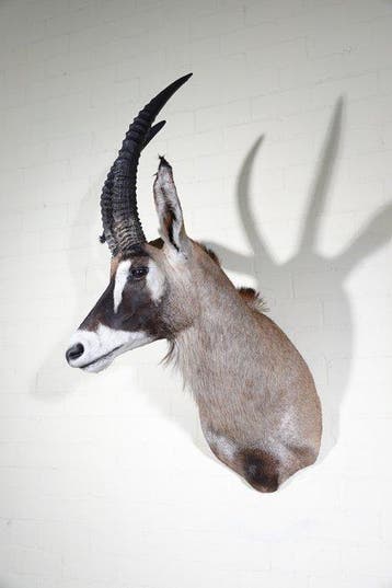 Roanantilope Schedel - Hippotragus equinus - 75 cm - 120 cm, Verzamelen, Dierenverzamelingen, Nieuw