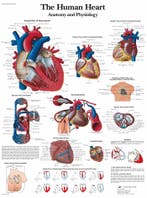 Anatomie poster hart (gelamineerd, 50x67 cm), Nieuw