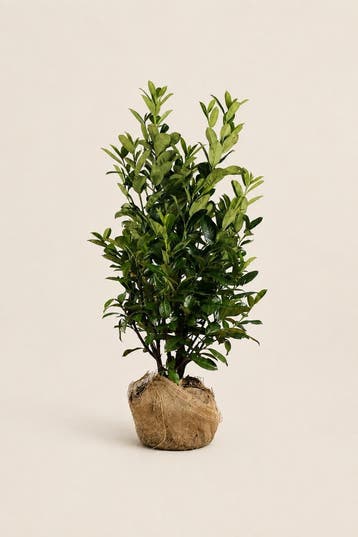 Laurier Novita 60 tot 225cm met kluit smalle haag, Tuin en Terras, Verzenden, Laurier, Haag, 100 tot 250 cm