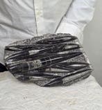 Orthoceras - Gefossiliseerd dier - 27 cm - 19 cm