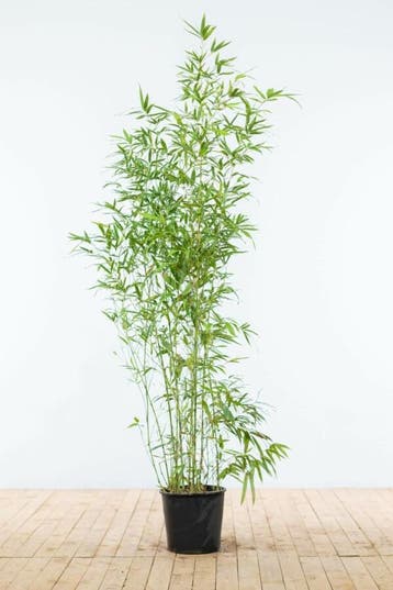Bamboe / Phyllostachys Aurea 150-175 cm - Pot