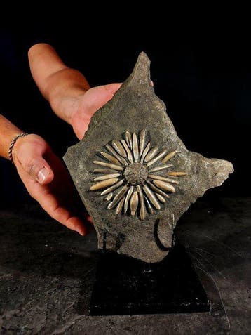 perfect fossiel van een zee-egel in matrix - Gefossiliseerde, Nieuw