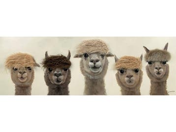 Olieverf schilderij Alpacas van Ter Halle, Ophalen of Verzenden, Nieuw