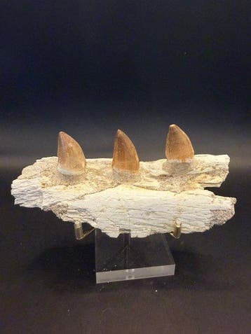Mosasaurus - Fossiele tand - mosasaurus - 13.5 cm (Zonder, Verzamelen, Mineralen en Fossielen