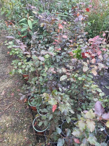 bosplantsoen in pot Rode beuk Fagus sylvatica Atropurpuea, Ophalen, Beukenhaag, Haag