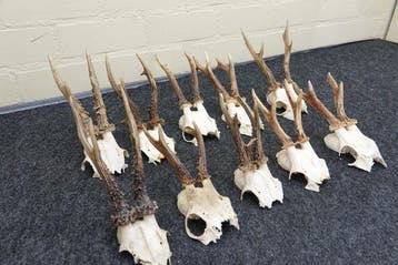 Roebuck Schedel - Capreolus capreolus - 0 cm - 0 cm - 0 cm-, Nieuw