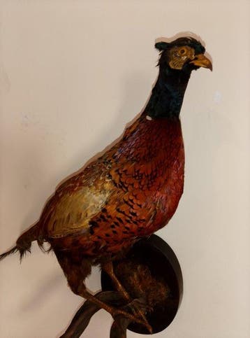 Fazant Taxidermie volledige montage - Phasianus colchius -, Nieuw