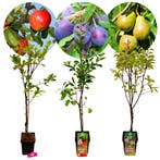 fruitbomen Appel Pruim Peer + Pot 23cm 3 stuks, Verzenden, Volle zon